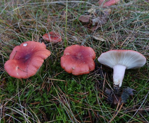 Pink russula: photo and description