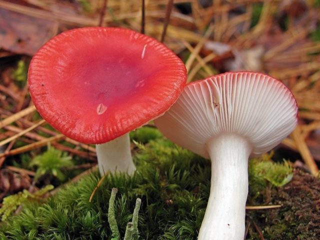 Pink russula: photo and description