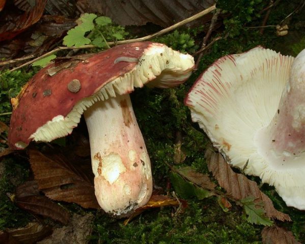 Pink russula: photo and description