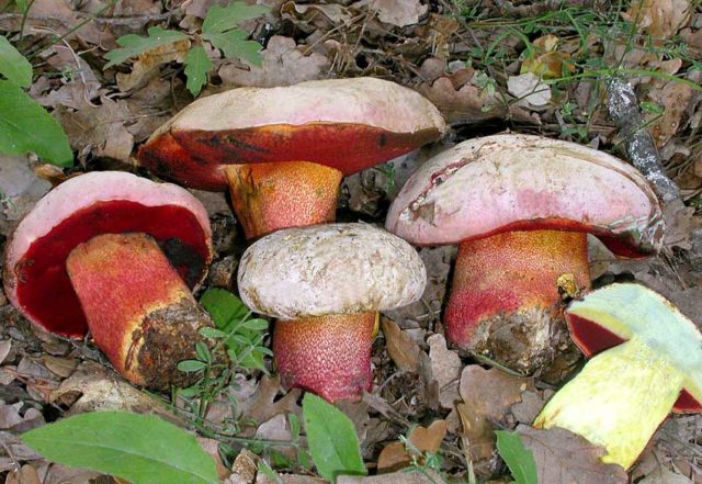 Pink-skinned boletus: description and photo