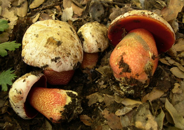 Pink-skinned boletus: description and photo