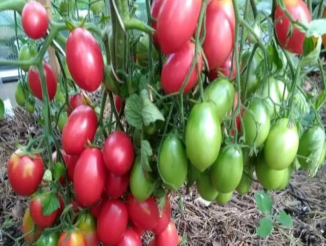 Pink snow tomato: reviews, photos, yield