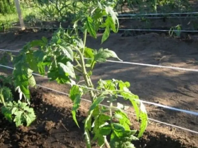 Pink snow tomato: reviews, photos, yield