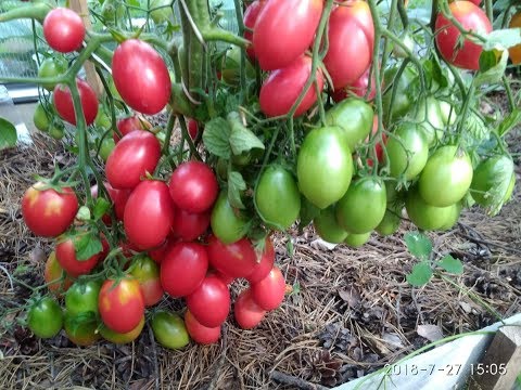 Pink snow tomato: reviews, photos, yield