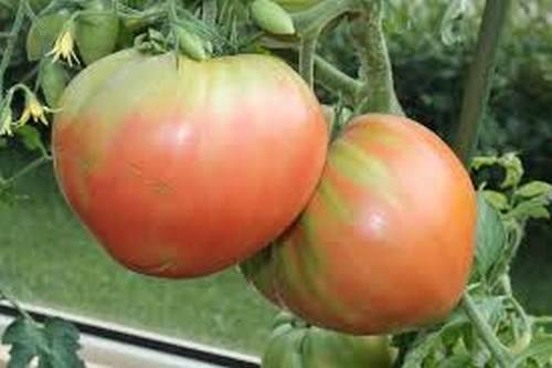 Pink whale tomato