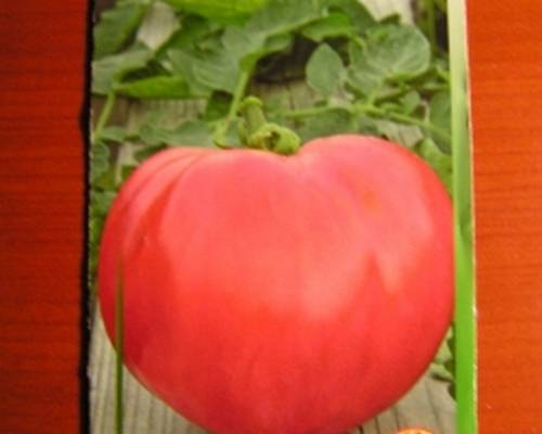 Pink whale tomato