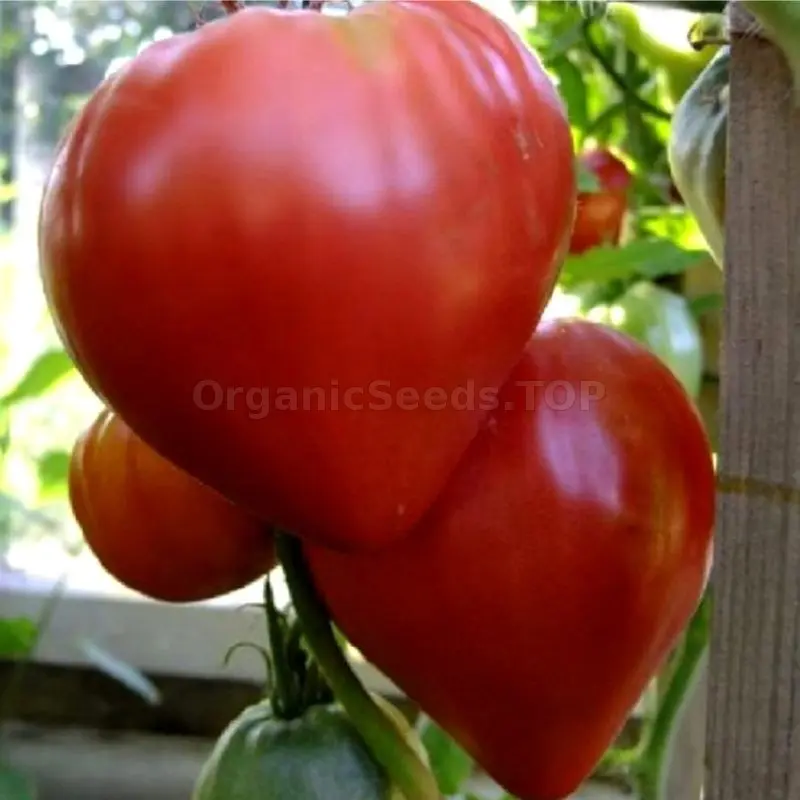 Pink whale tomato