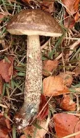 Pinking boletus (Leccinum roseofractum) photo and description