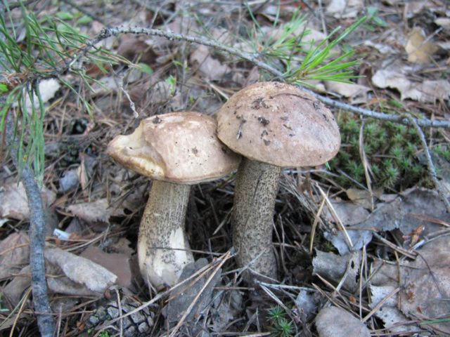 Pinking boletus (multi-colored birch): description and photo