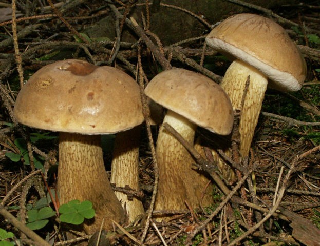 Pinking boletus (multi-colored birch): description and photo