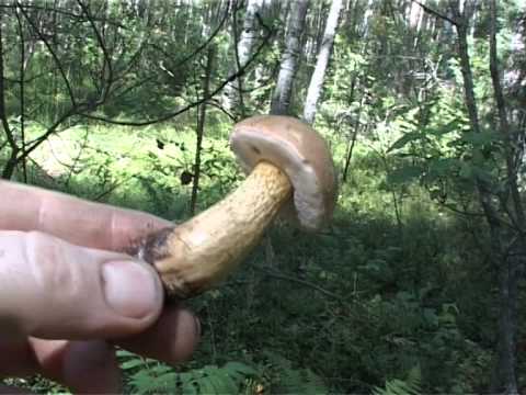 Pinking boletus (multi-colored birch): description and photo