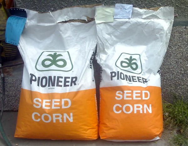 Pioneer corn: features of the variety and its advantages