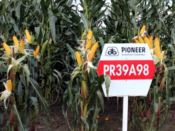 Pioneer corn: features of the variety and its advantages