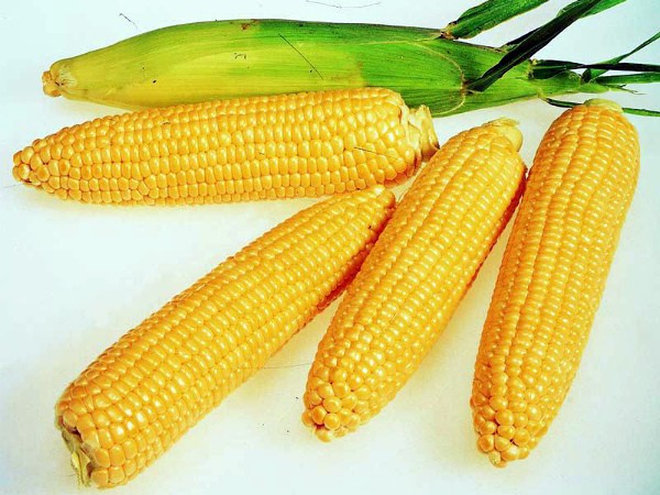 Pioneer corn: features of the variety and its advantages