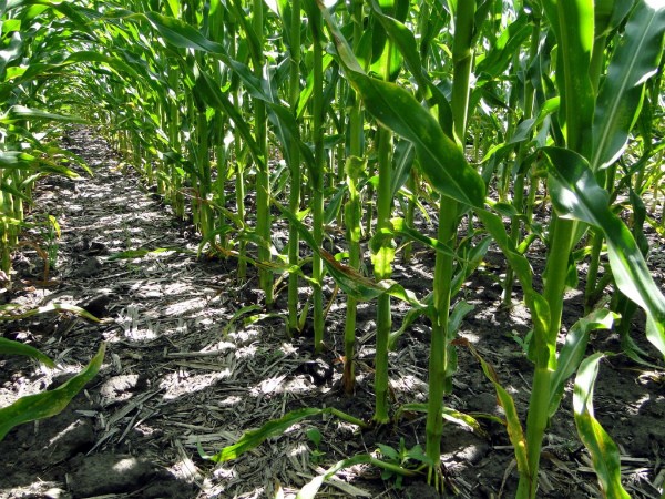 Pioneer corn: features of the variety and its advantages