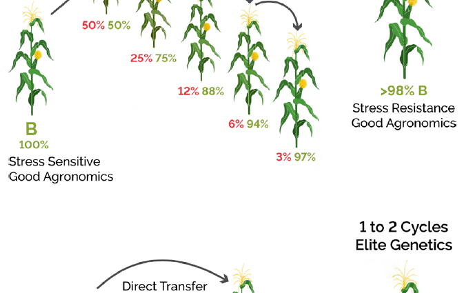 Pioneer corn: features of the variety and its advantages