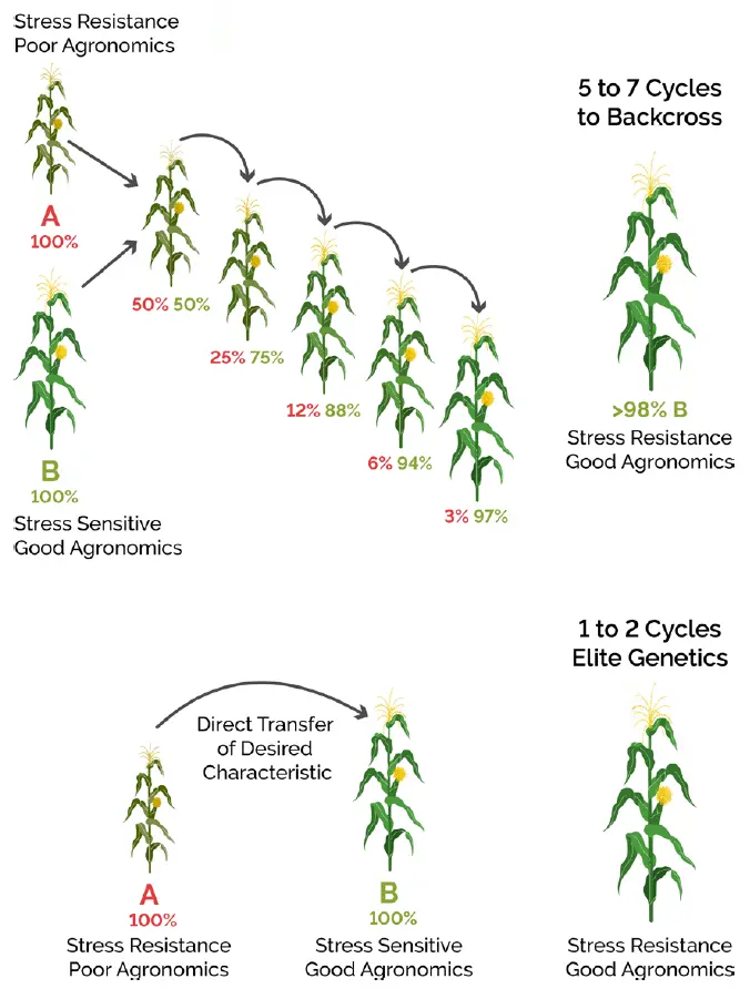 Pioneer corn: features of the variety and its advantages