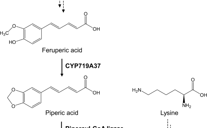 Piperine and its unusual properties