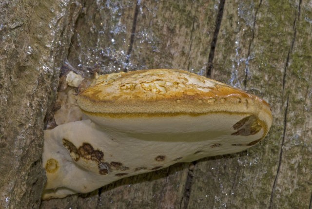 Piptoporus oak (Tinder oak): photo and description