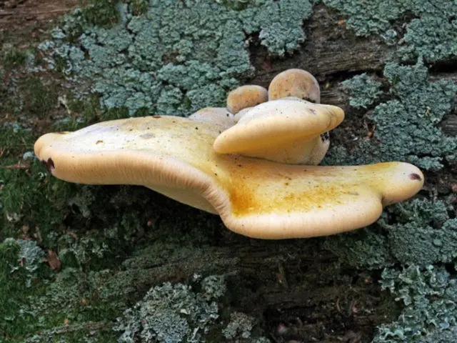 Piptoporus oak (Tinder oak): photo and description