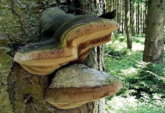 Piptoporus oak (Tinder oak): photo and description