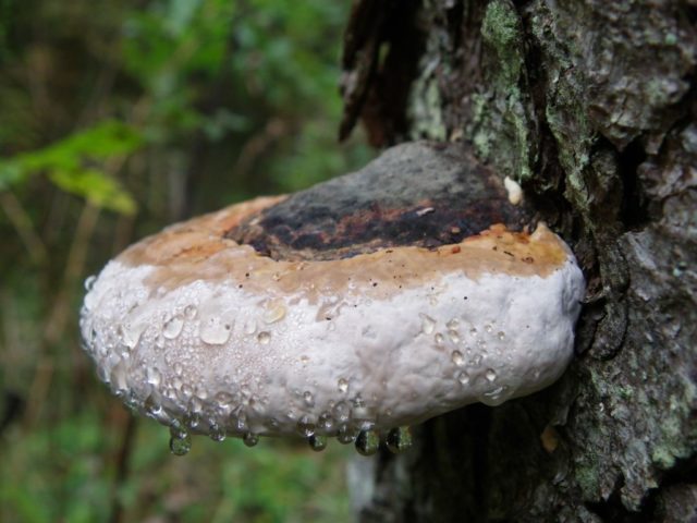 Piptoporus oak (Tinder oak): photo and description