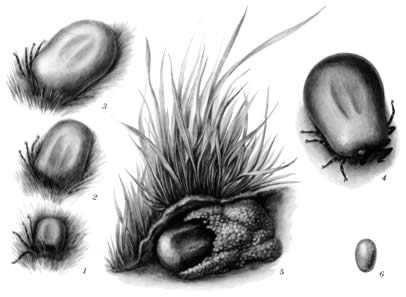 Piroplasmosis CRS