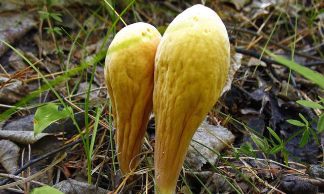 Pistil horn: edible or not, description and photo