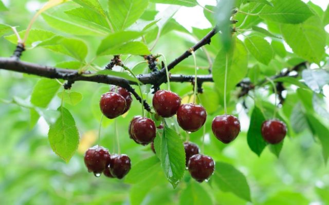 Pitted cherry wine: how to cook at home