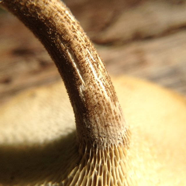 Pitted polypore (Lentinus arcularius) photo and description