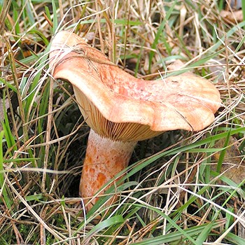 Places of growth of mushrooms and the season of collection