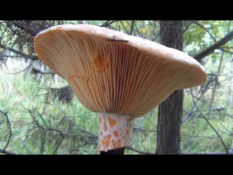 Places of growth of mushrooms and the season of collection