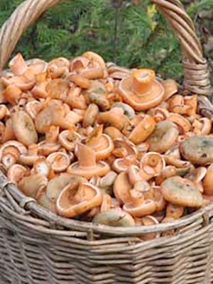 Places of growth of mushrooms and the season of collection