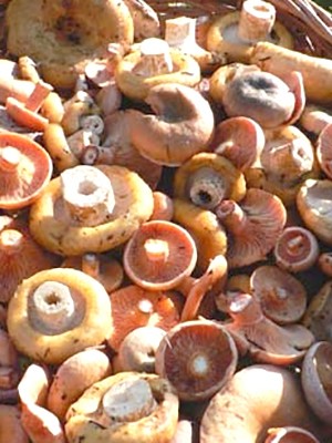 Places of growth of mushrooms and the season of collection