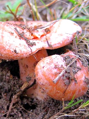 Places of growth of mushrooms and the season of collection