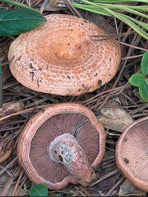 Places of growth of mushrooms and the season of collection