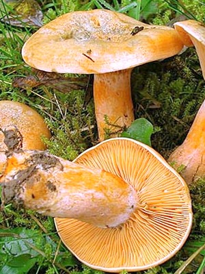 Places of growth of mushrooms and the season of collection