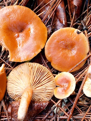 Places of growth of mushrooms and the season of collection