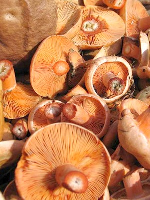 Places of growth of mushrooms and the season of collection