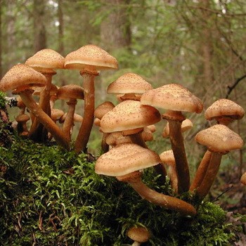 Places where you need to look for mushrooms in the forest