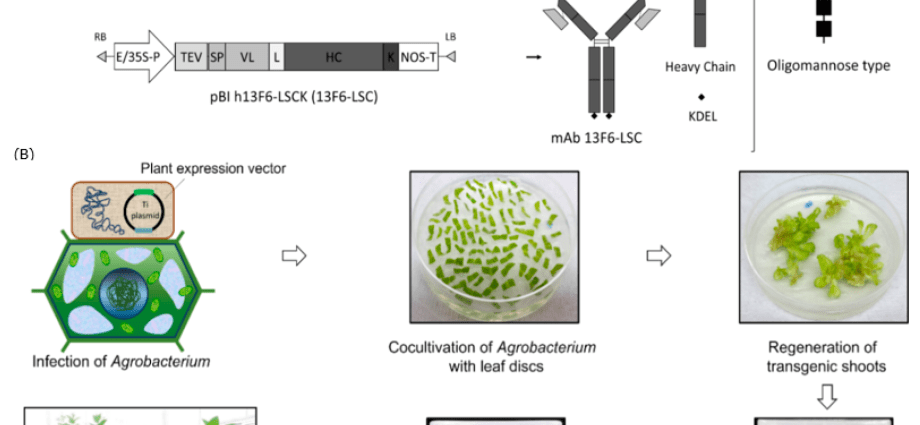 &#8220;Plant&#8221; antibodies to the Ebola virus