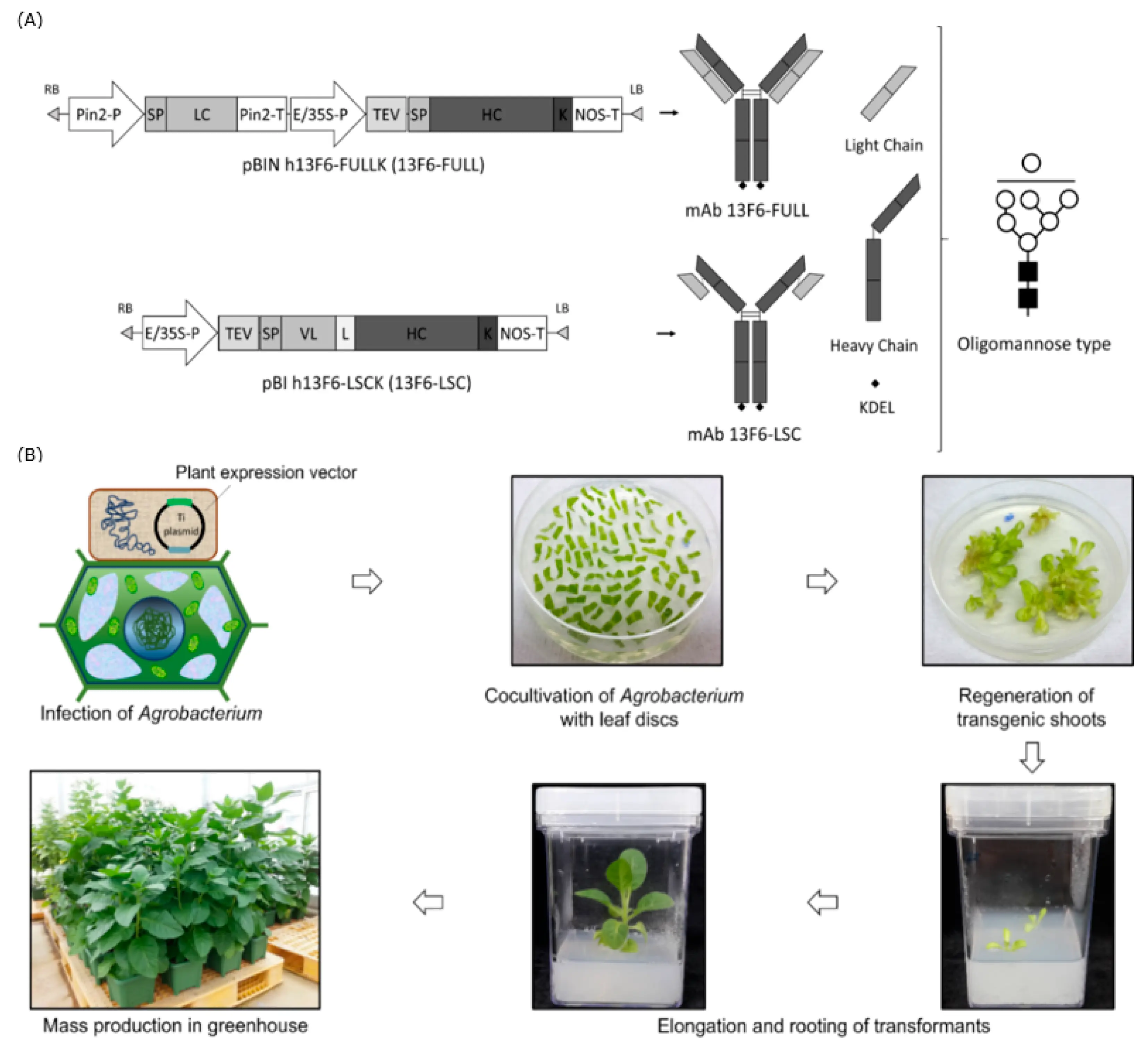 &#8220;Plant&#8221; antibodies to the Ebola virus