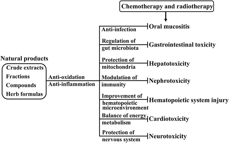 Plant-based supplements can alter the effectiveness of chemotherapy