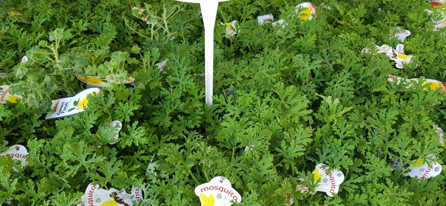 Plant these herbs on the balcony. They&#8217;re disgusting to mosquitoes. They won&#8217;t even come close