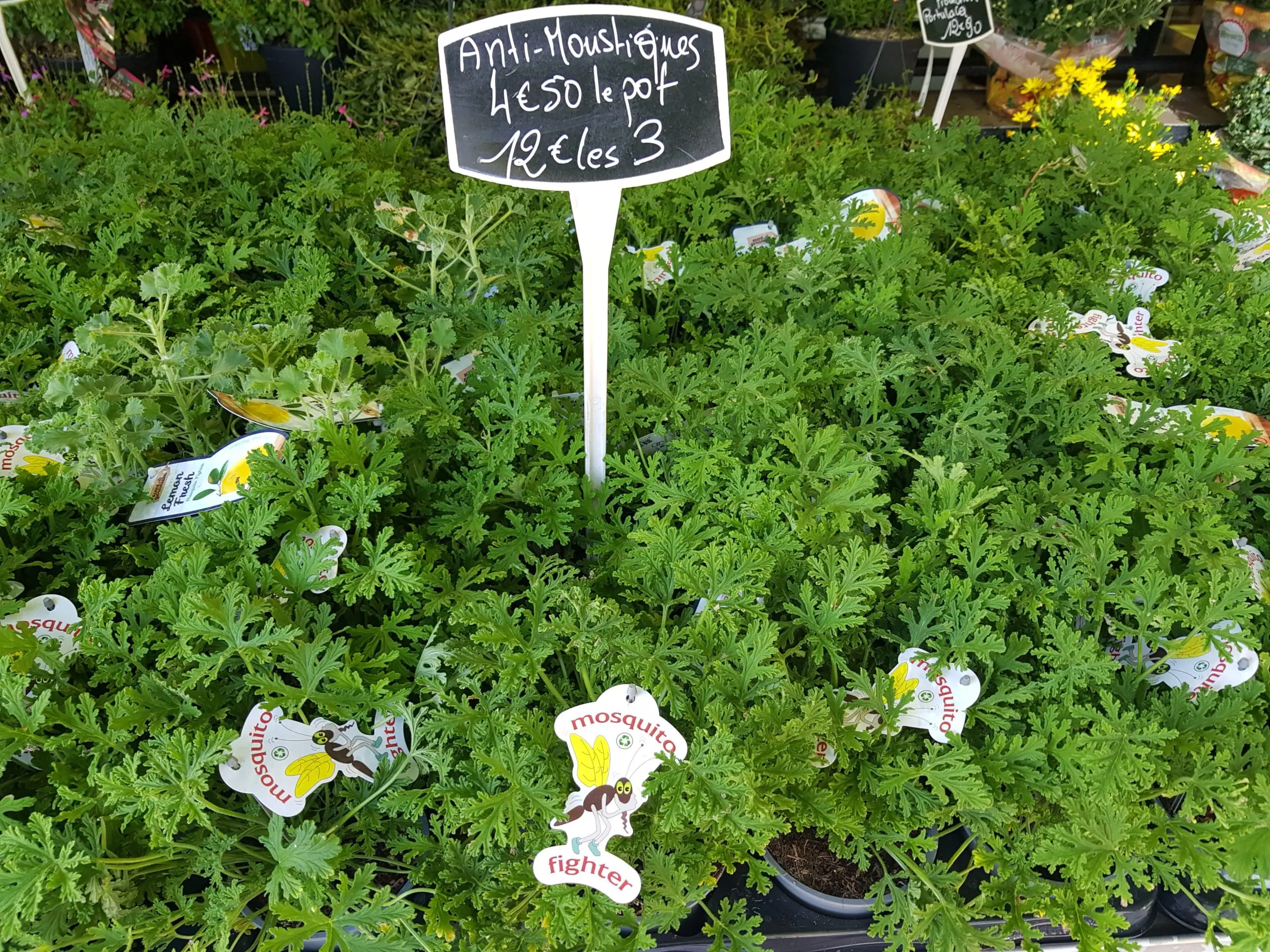 Plant these herbs on the balcony. They&#8217;re disgusting to mosquitoes. They won&#8217;t even come close