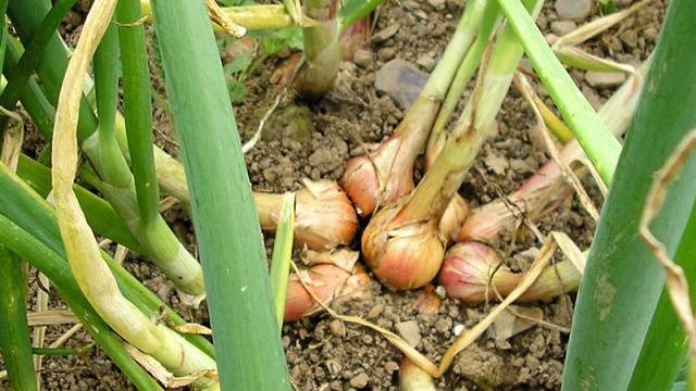 Planting a family onion before winter