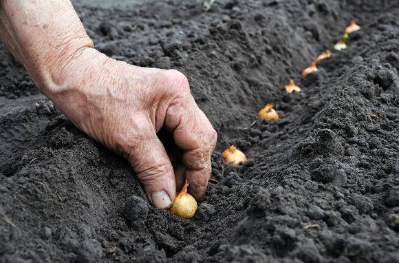 Planting a family onion before winter