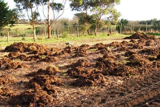 Planting a family onion before winter