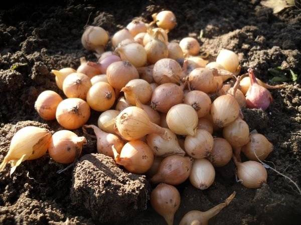 Planting a family onion before winter