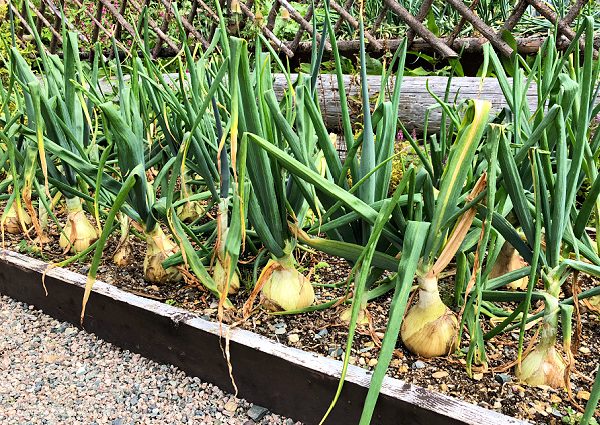 Planting a family onion before winter